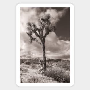 Joshua Tree monochrome Sticker